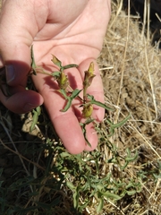 Calystegia peirsonii