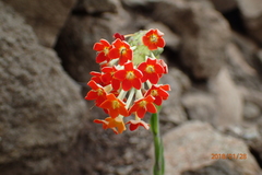 Glumicalyx goseloides