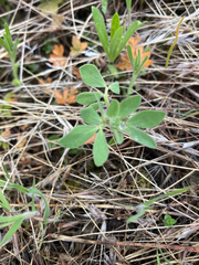 Acmispon denticulatus