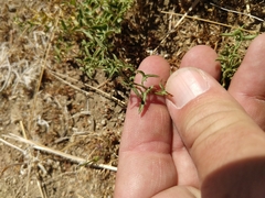Calystegia peirsonii