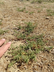 Calystegia peirsonii