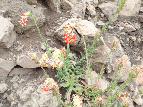 Image of Glumicalyx goseloides by no rights reserved