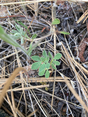 Acmispon denticulatus