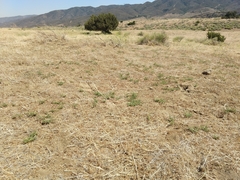 Calystegia peirsonii