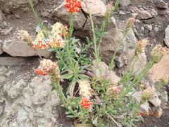 Glumicalyx goseloides