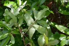 Quercus crispipilis