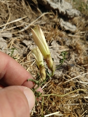 Calystegia peirsonii