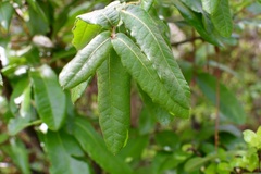 Quercus crispipilis