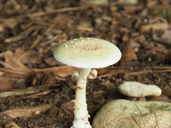 Amanita pubescens