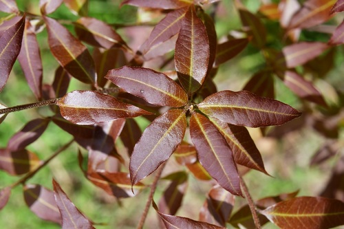 Quercus ocoteifolia