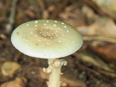 Amanita pubescens