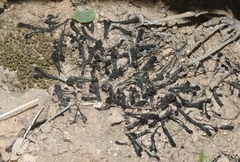 Plagiochasma rupestre