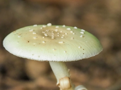 Amanita pubescens