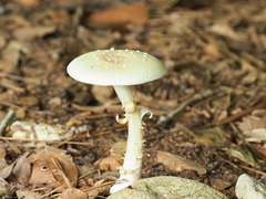 Amanita pubescens