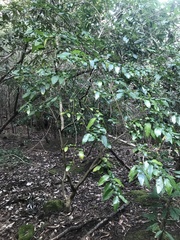 Azara serrata