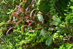 Quercus sapotifolia