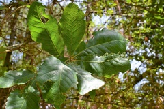 Quercus segoviensis