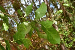 Quercus segoviensis