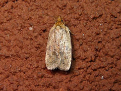 Agonopterix thelmae