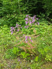 Penstemon canescens