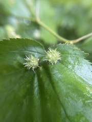 Dasineura crataegibedeguar