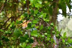 Randia chiapensis