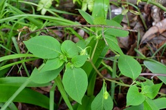 Lycianthes ciliolata