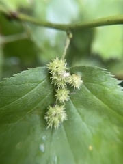 Dasineura crataegibedeguar