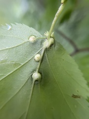 Dasineura crataegibedeguar