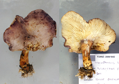 Leucopaxillus lilacinus