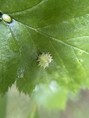 Dasineura crataegibedeguar