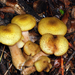 Armillaria limonea - Photo (c) Jerry Cooper, some rights reserved (CC BY), uploaded by Jerry Cooper