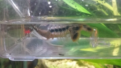 Procambarus dupratzii