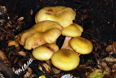 Armillaria limonea