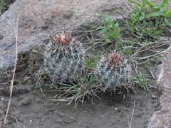 Coryphantha clavata clavata
