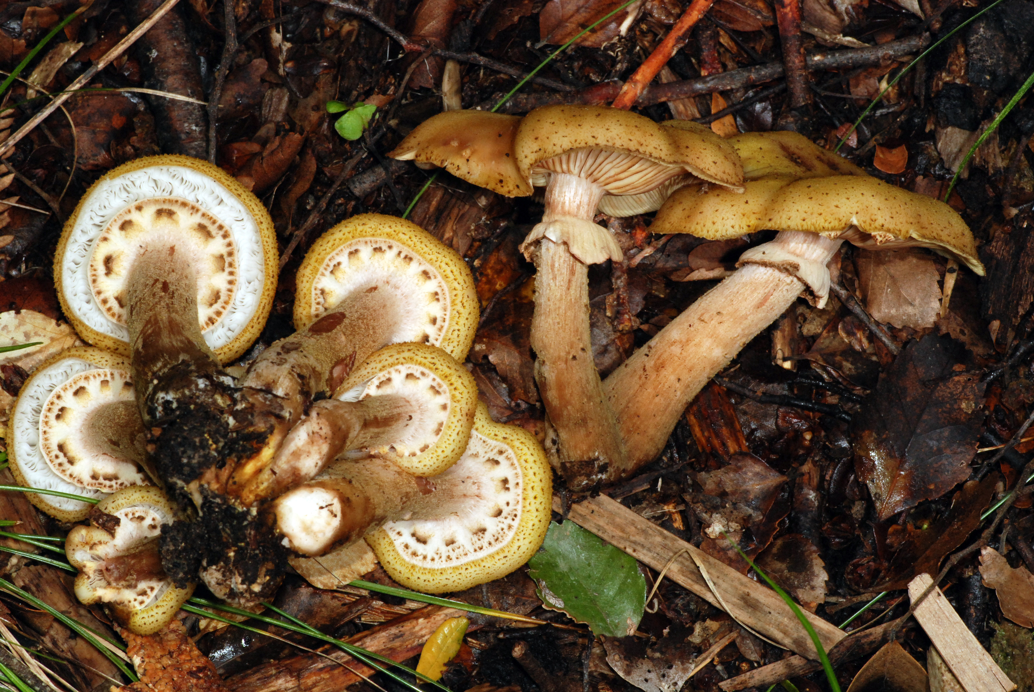 Armillaria limonea image