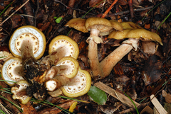 Armillaria limonea