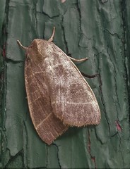 Ipimorpha pleonectusa
