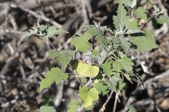 Ambrosia cordifolia