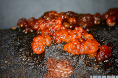 Sirobasidium rubrofuscum