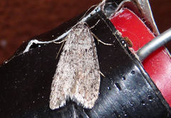 Semioscopis inornata