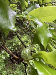 Amphibolips acuminata