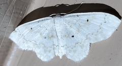Idaea tacturata
