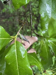 Amphibolips acuminata