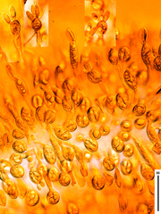 Sirobasidium rubrofuscum