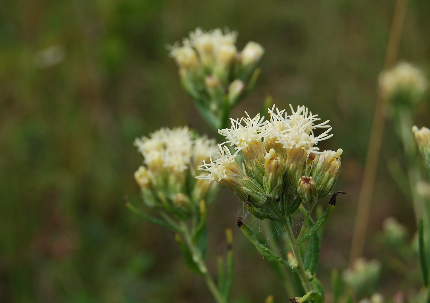 Brickellia eupatorioides var. corymbulosa