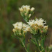 Brickellia eupatorioides - Photo (c) Peter Gorman,  זכויות יוצרים חלקיות (CC BY-NC-SA)