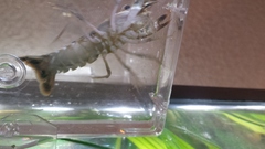 Procambarus dupratzii