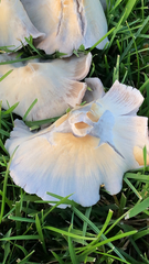 Candolleomyces candolleanus