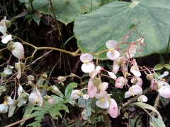 Begonia breedlovei